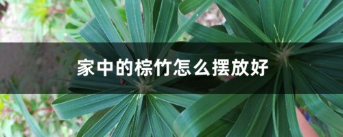 家中的棕竹怎么摆放好