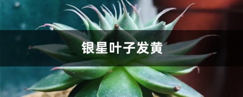 银星黄叶的原因和处理办法