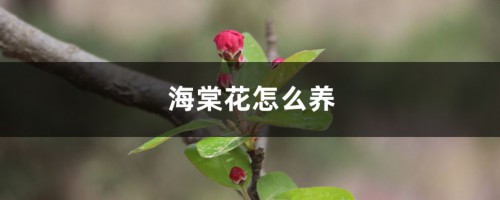 海棠花怎么养