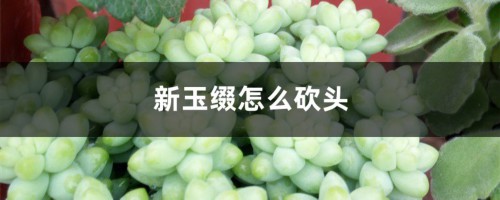 新玉缀怎么砍头